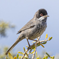 Cyprus Warbler